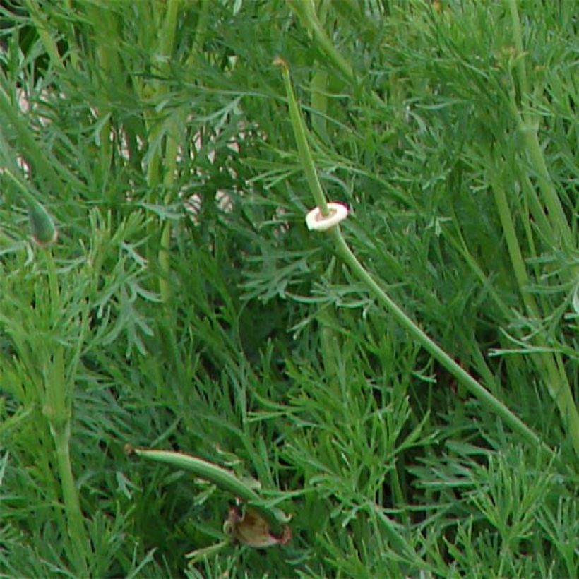 California Poppy Seeds - Eschscholzia californica (Foliage)