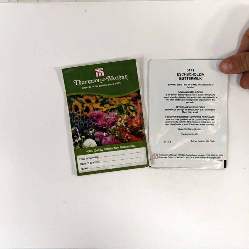 Example of California Poppy Seeds - Eschscholzia californica per pack of 100 seeds specimen as delivered