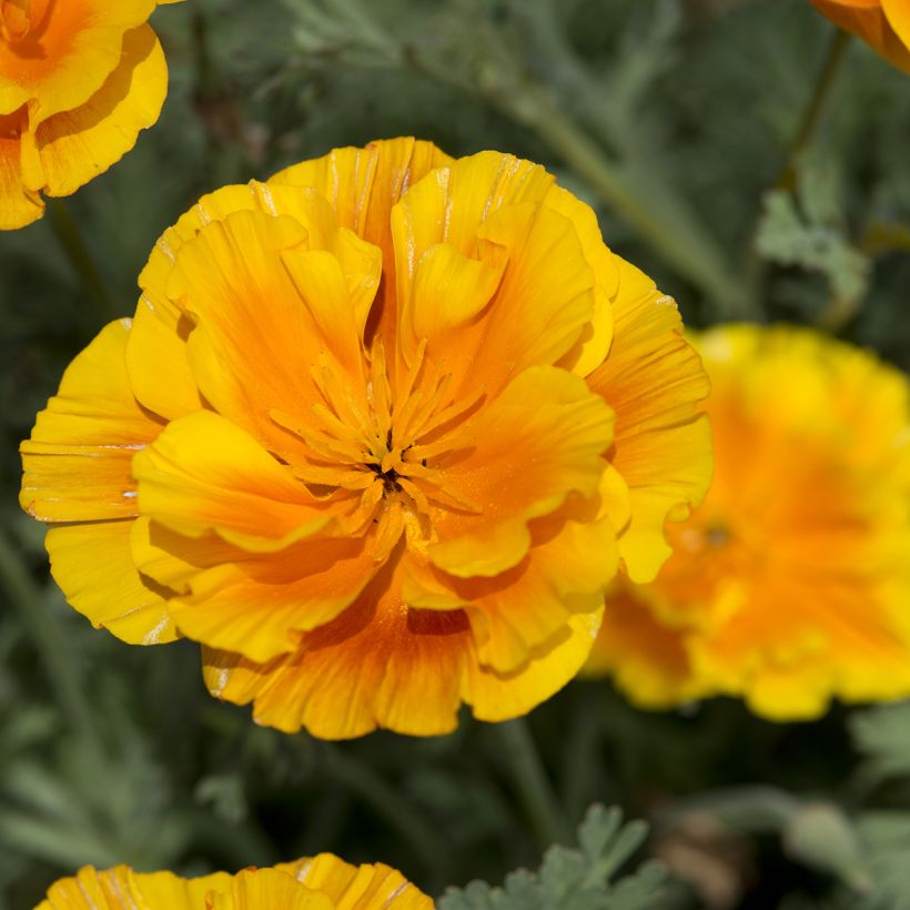 Eschscholzia californica Lady Marmalade - California poppy seeds (Flowering)