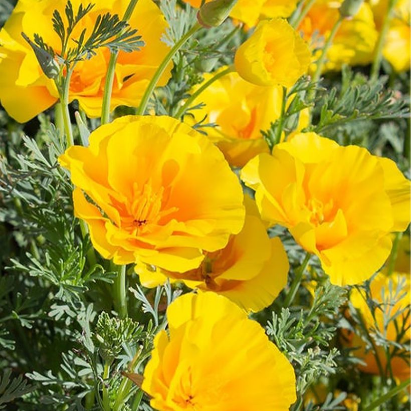 Eschscholzia californica 'Yukon Gold' (Flowering)