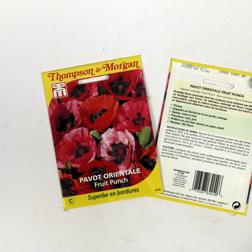 Example of Oriental Poppy Fruit Punch Seeds - Papaver orientale per pack of 50 seeds specimen as delivered