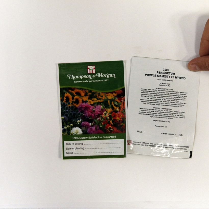 Example of Pennisetum glaucum Purple Majesty per pack of 10 seeds specimen as delivered