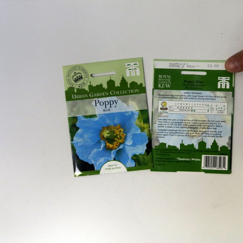Example of Viola x wittrockiana Chalon Supreme Wildberry Mixed - Pansy Seeds per pack of 20 seeds specimen as delivered