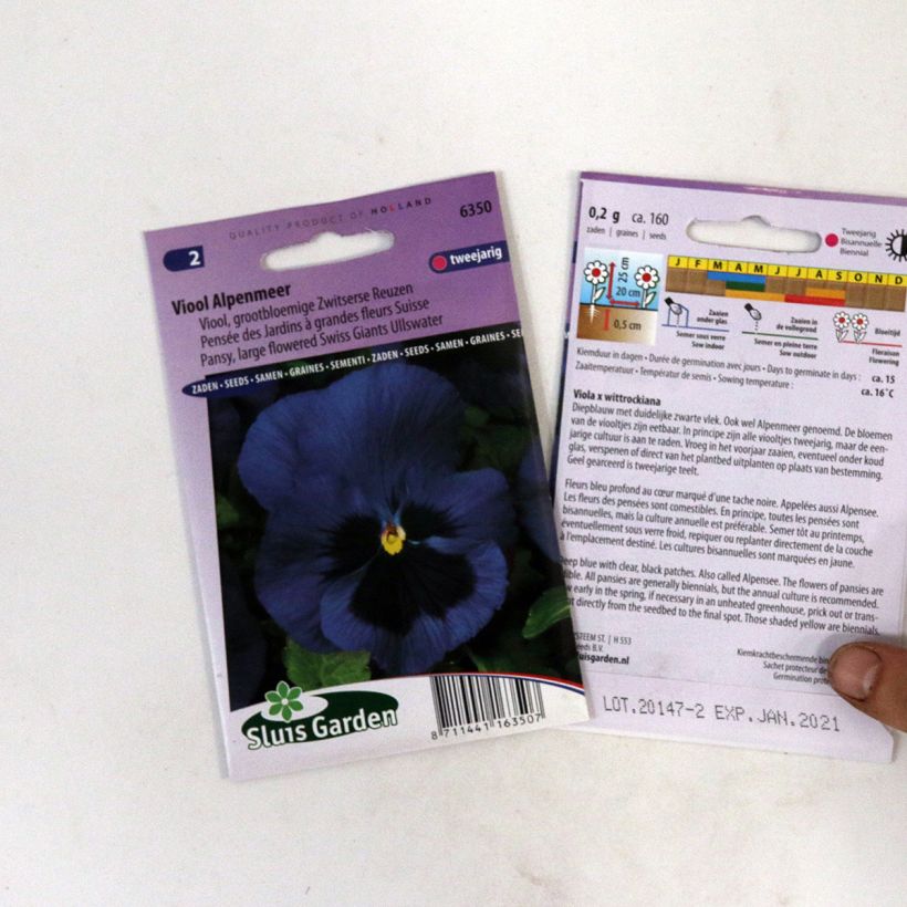 Example of Viola Alpensee - Swiss Garden Pansy Seeds specimen as delivered