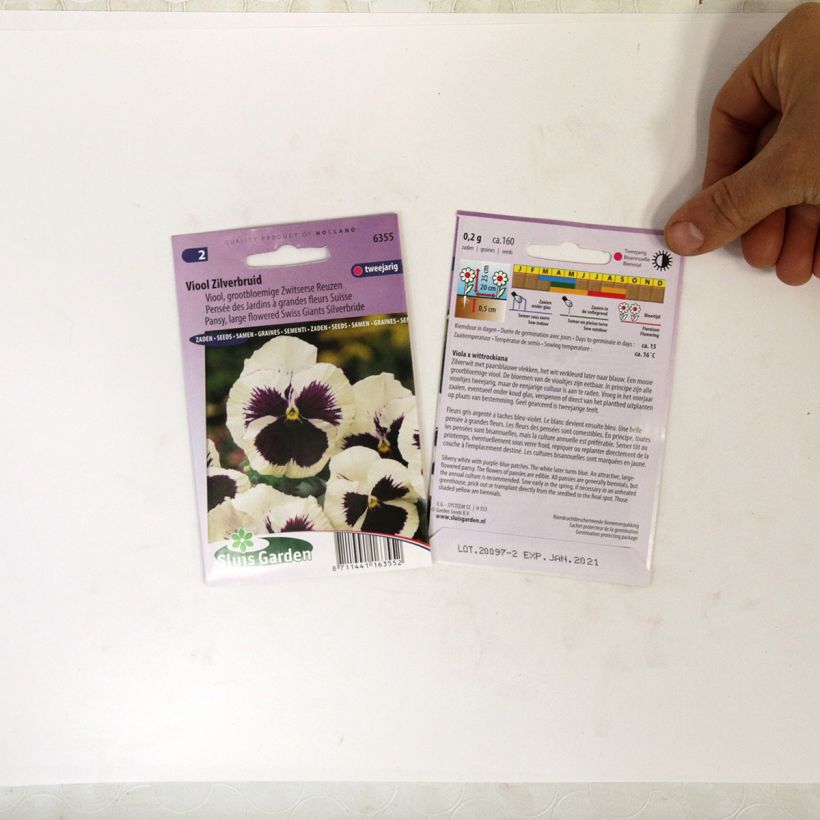 Example of Viola Silverbride - Swiss Garden Pansy Seeds specimen as delivered