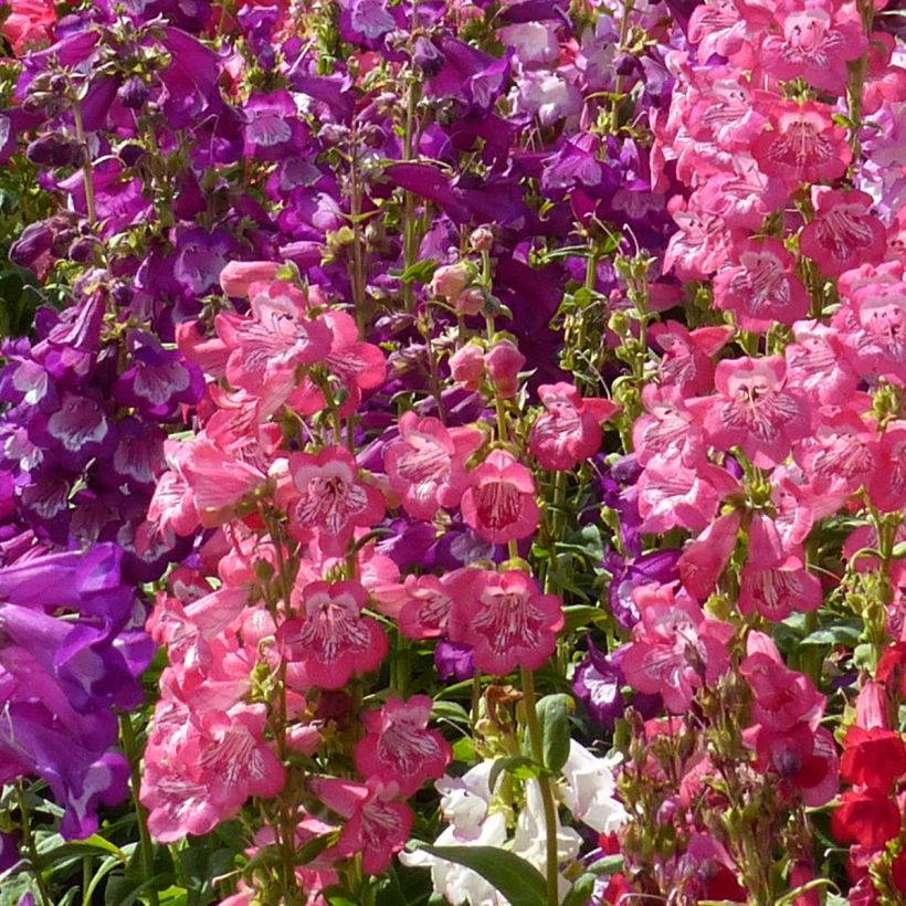 Penstemon cobaeae Wedding Bells (Flowering)