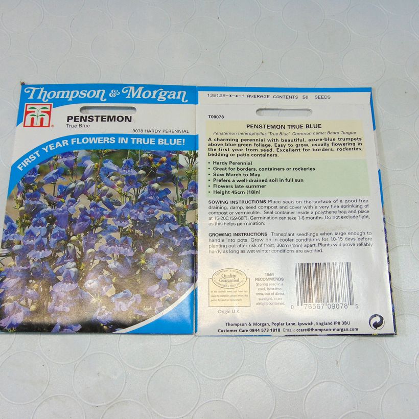 Example of Penstemon heterophyllus True Blue Seeds - Beardtongue per pack of 50 seeds specimen as delivered