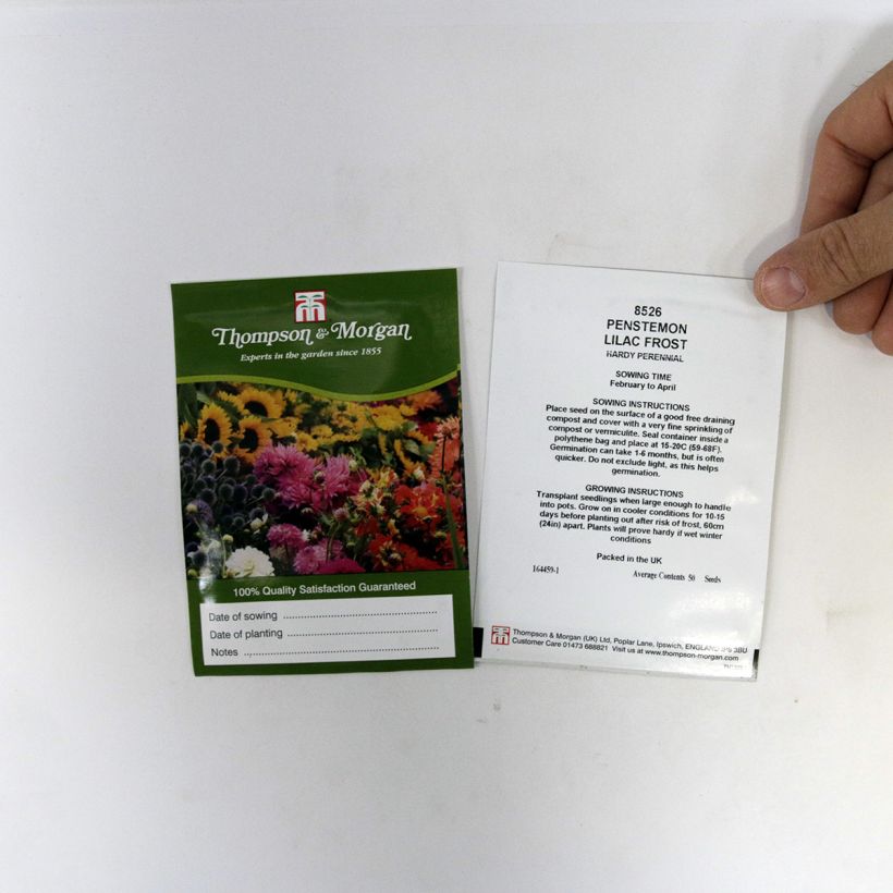 Example of Penstemon Lilac Frost per pack of 50 seeds specimen as delivered