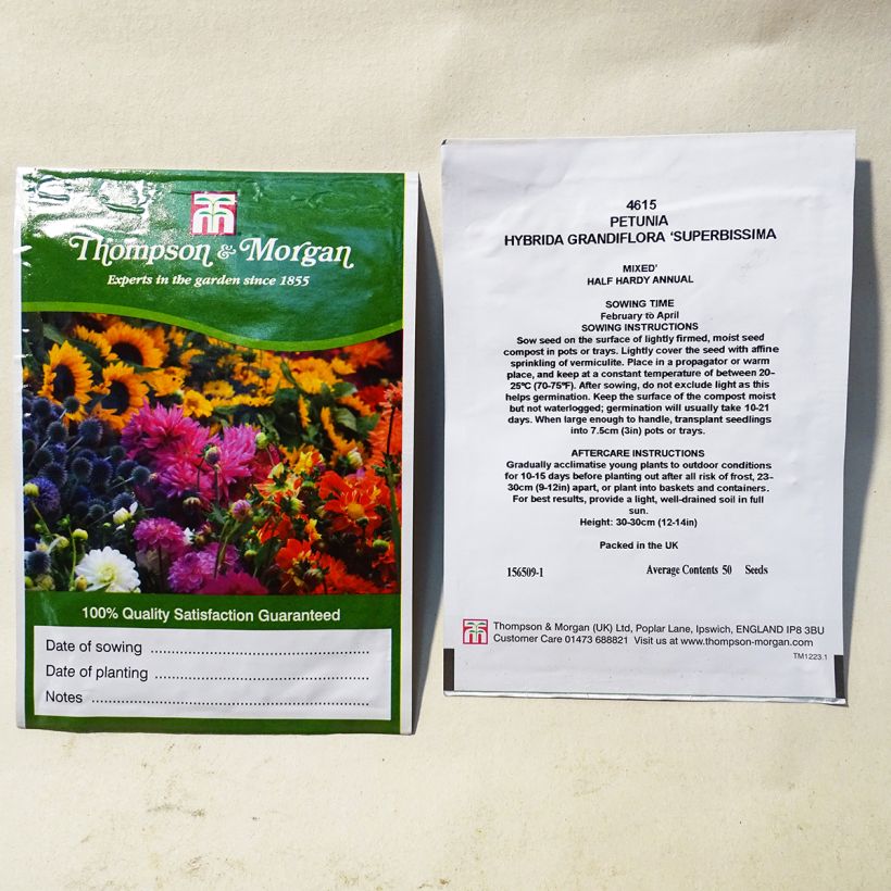 Example of Petunia grandiflora Superbissima per pack of 50 seeds specimen as delivered