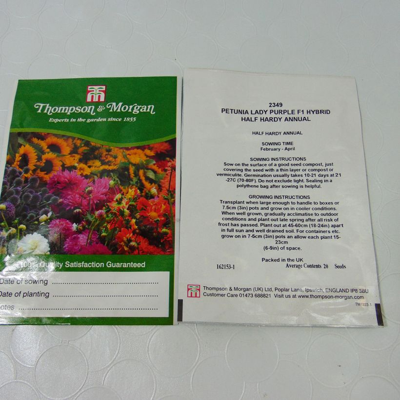 Example of Petunia grandiflora pendula Lady Purple Hybrid F1 specimen as delivered