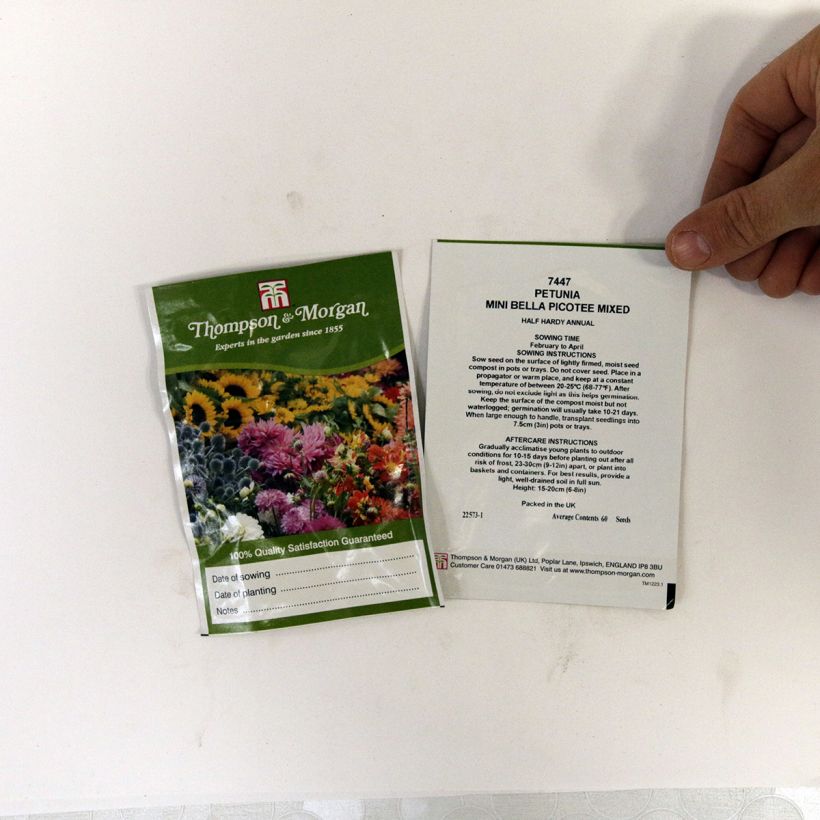 Example of Petunia Mini Bella Picotee Mixed per pack of 60 seeds specimen as delivered