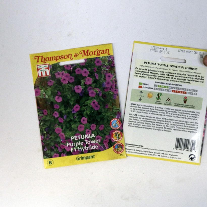 Example of Petunia Purple Tower F1 Hybrid Seeds per pack of 30 seeds specimen as delivered