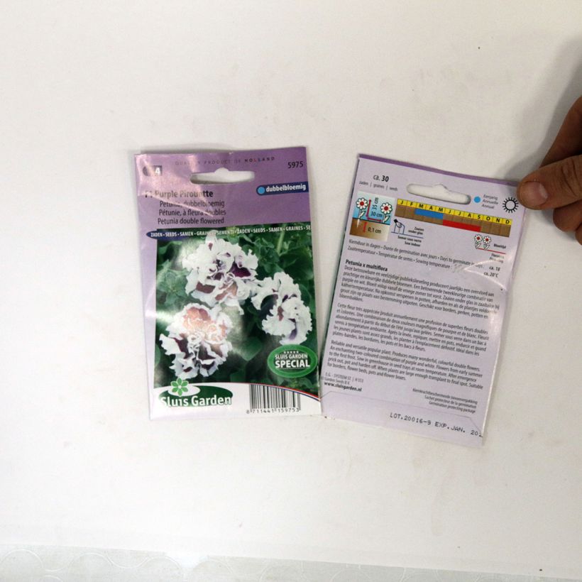 Example of Petunia Purple Pirouette F1 Hybrid Seeds per pack of 30 seeds specimen as delivered