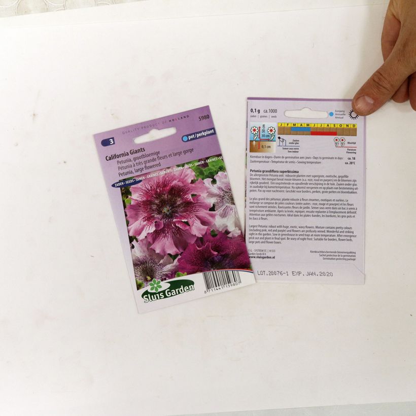Example of Petunia large-flowered California Giants Mix Seeds per pack of 700 seeds (0,1g) specimen as delivered