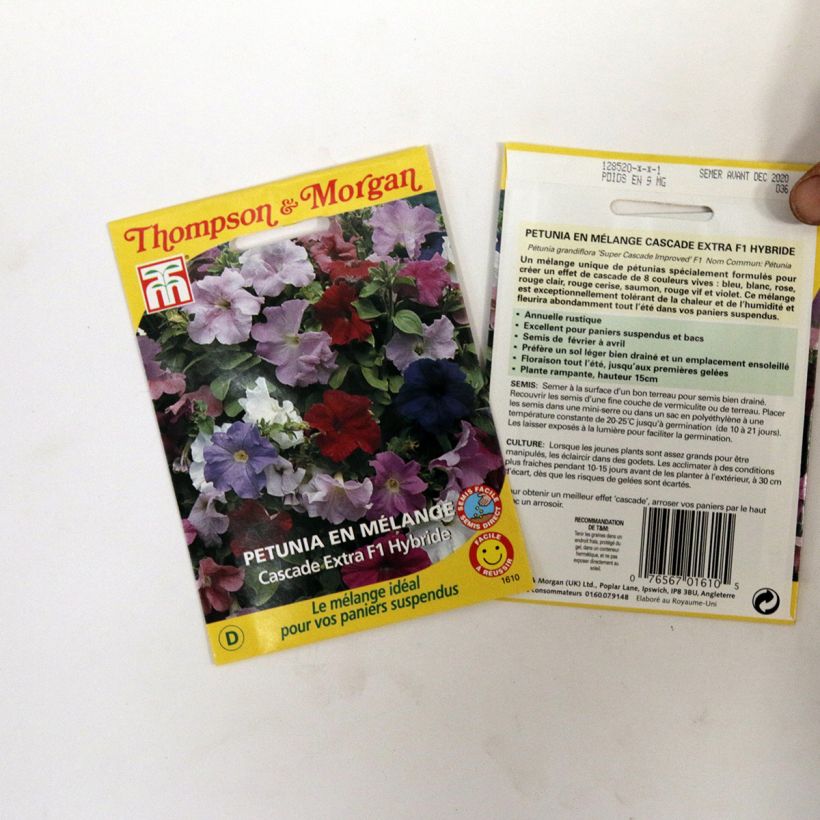 Example of Petunia grandiflora Cascade Extra specimen as delivered