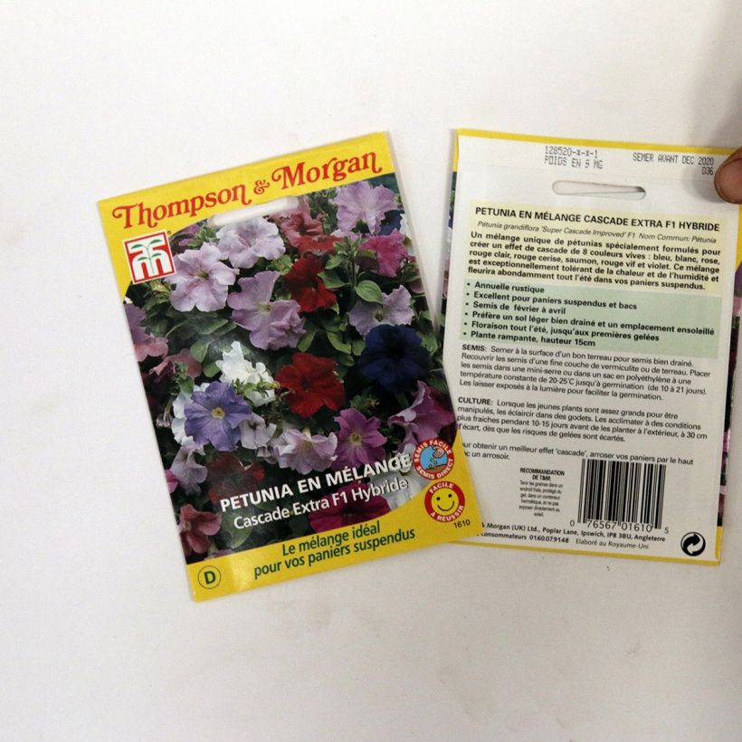 Example of Petunia grandiflora Cascade Extra per pack of 90 seeds specimen as delivered