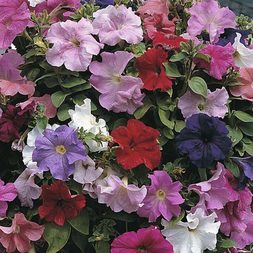 Petunia grandiflora Cascade Extra (Flowering)