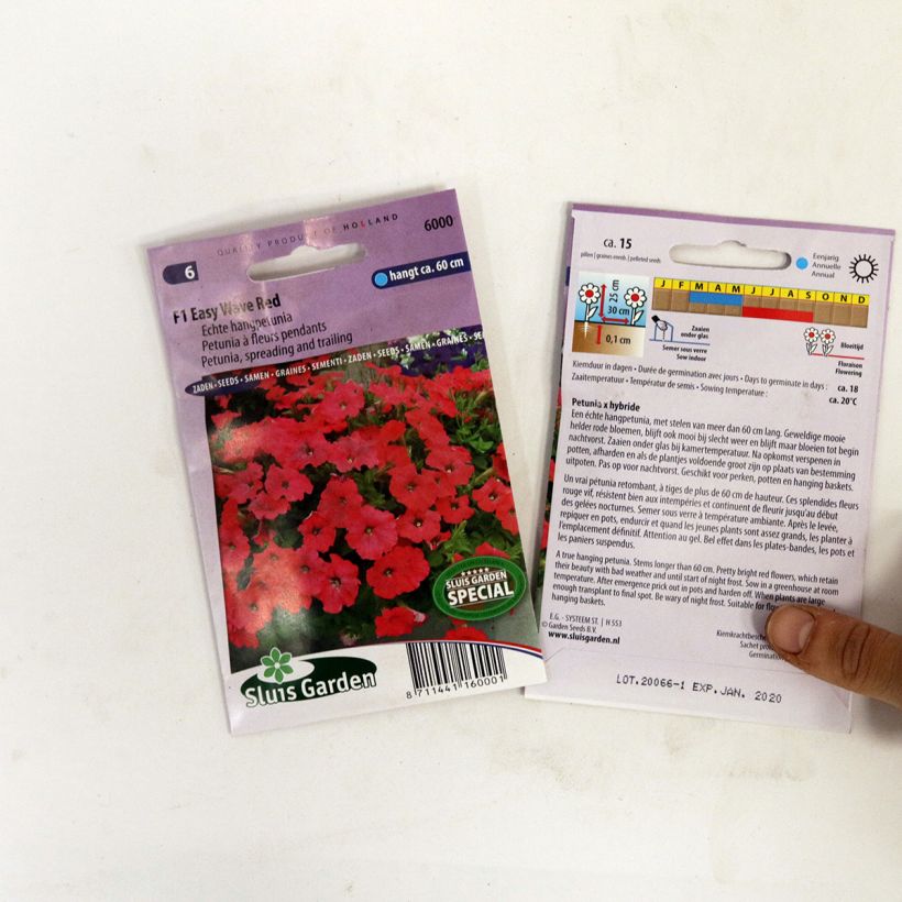 Example of Petunia F1 Easy Wave Red specimen as delivered