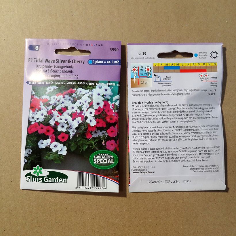Example of Petunia hedging and trailing F1 Tidal Wave Silver & Cherry Red Seeds specimen as delivered
