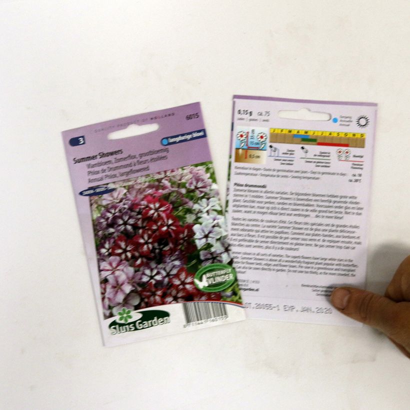 Example of Phlox drummondii Summer Showers Mix Seeds - Drummonds phlox per pack of 75 seeds specimen as delivered
