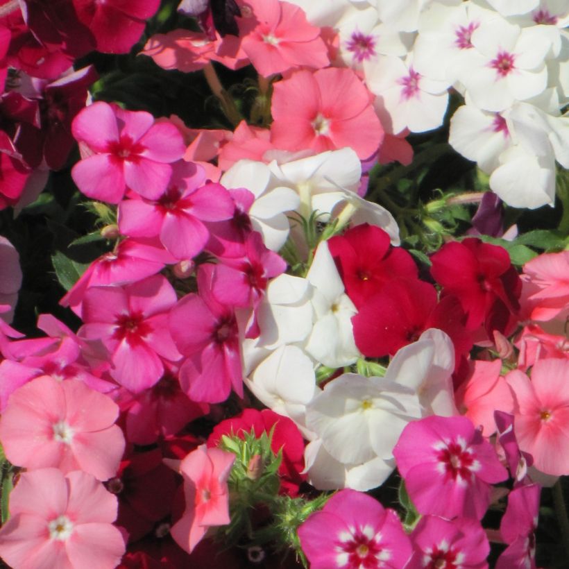 Phlox drummondii Dwarf Beauty Mix (Flowering)