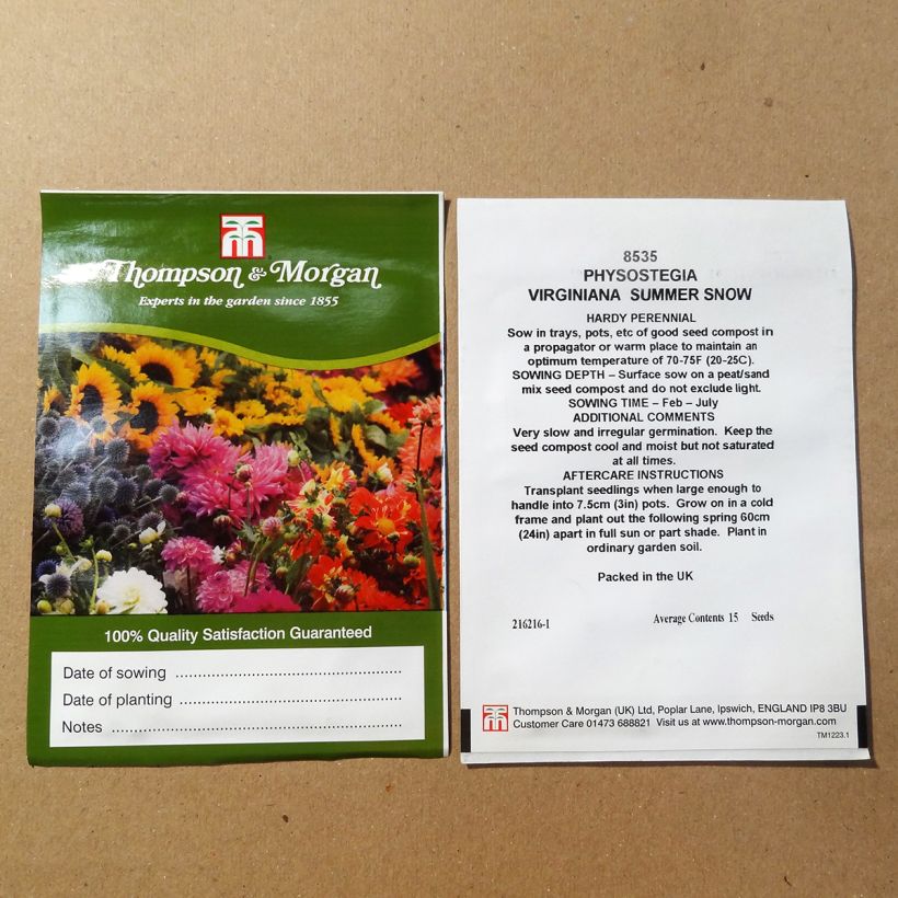 Example of Physostegia Virginiana Summer Snow Seeds - Obedient plant per pack of 50 seeds (0,1g) specimen as delivered
