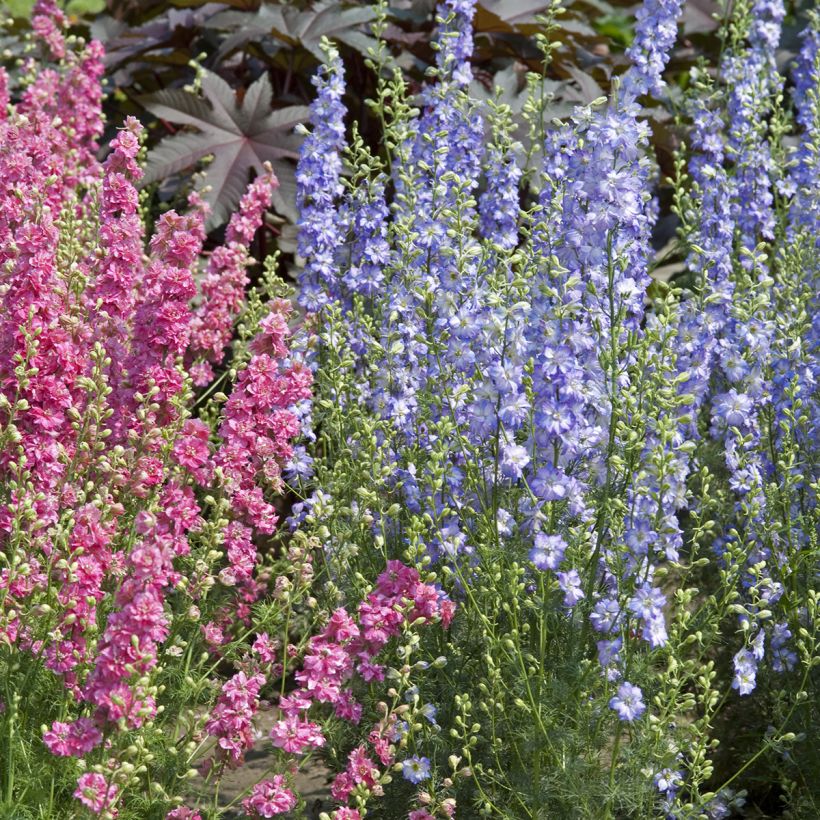 Delphinium Fancy Purple Picotee seeds - Annual Larkspur (Plant habit)