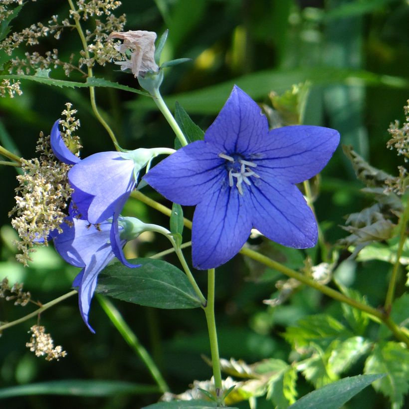 Platycodon grandiflorus Mariesii Blue (Flowering)