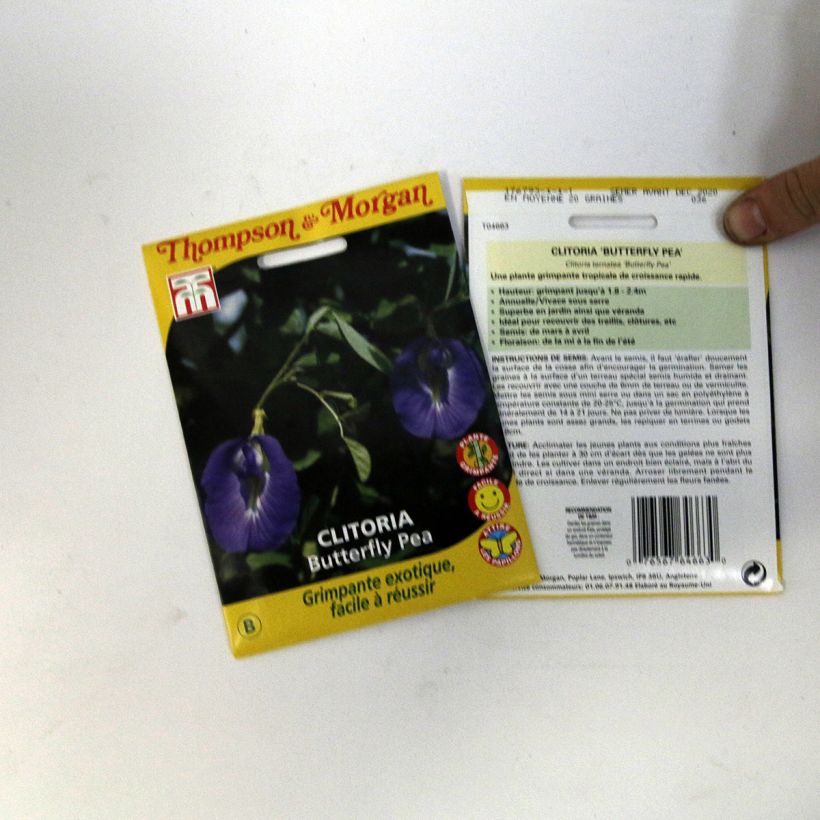 Example of Clitoria ternatea - Butterfly Pea Seeds per pack of 20 seeds (1,2g) specimen as delivered