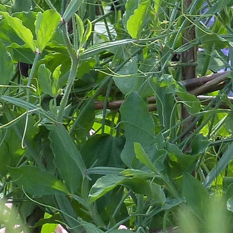 Lathyrus odoratus grandiflora Alan Titchmarsh - Sweet pea (Foliage)