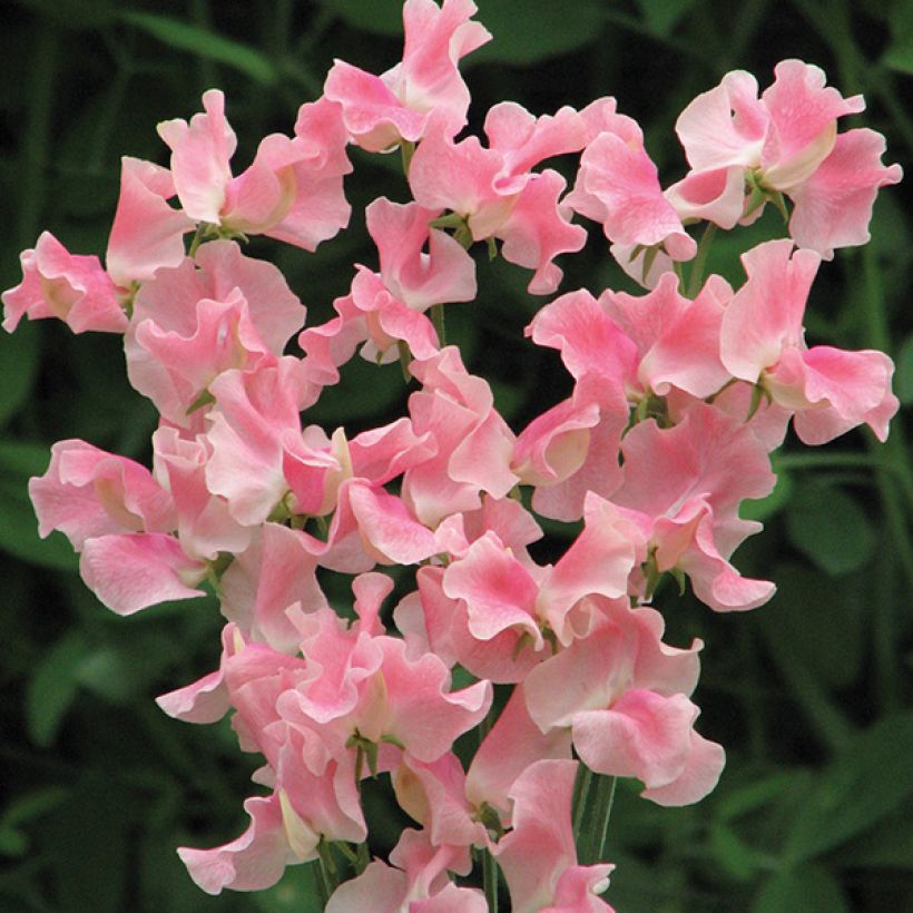 Lathyrus odoratus grandiflora Alan Titchmarsh - Sweet pea (Flowering)