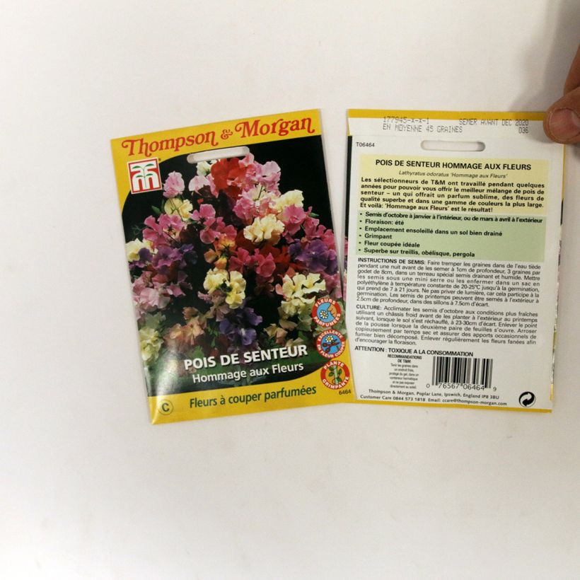 Example of Lathyrus odoratus Floral Tribute - Sweet Pea Seeds per pack of 45 seeds specimen as delivered