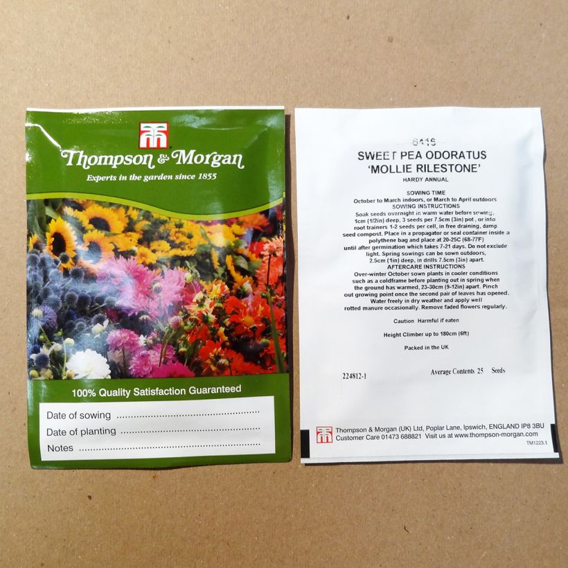 Example of Lathyrus odoratus Mollie Rilstone - Sweet Pea Seeds per pack of 25 seeds specimen as delivered
