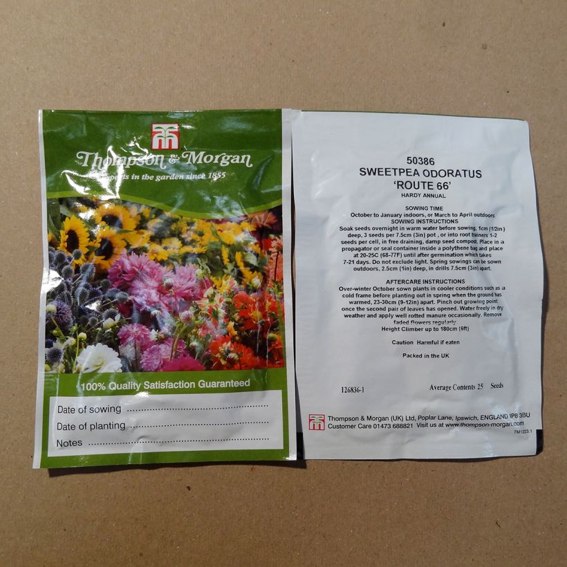 Example of Lathyrus odoratus Route 66 - Sweet Pea Seeds specimen as delivered