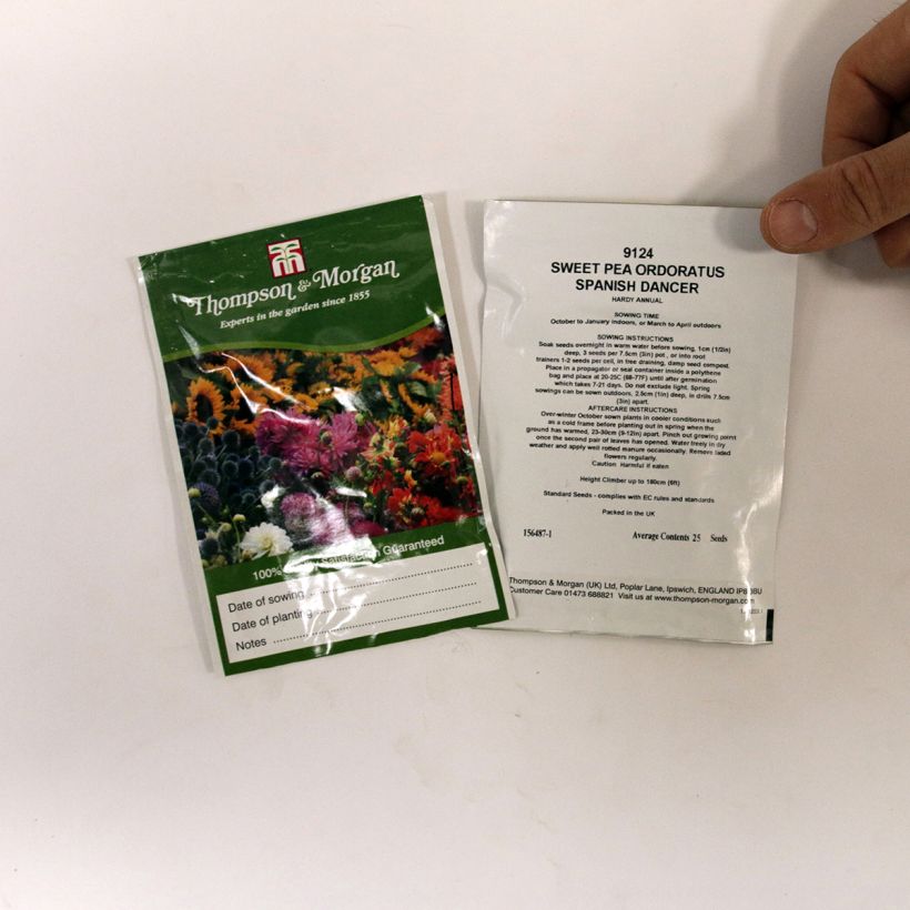 Example of Lathyrus odoratus Spanish Dancer - Sweet Pea Seeds per pack of 25 seeds (2,5g) specimen as delivered