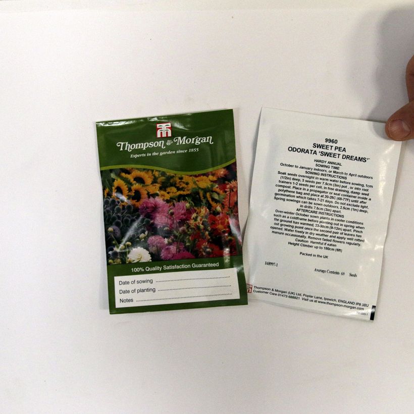 Example of Lathyrus odoratus Sweet Dreams - Sweet Pea Seed Mix per pack of 60 seeds specimen as delivered
