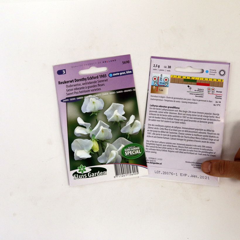 Example of Lathyrus odoratus Dorothy Eckford - Sweet Pea Seeds per pack of 30 seeds specimen as delivered