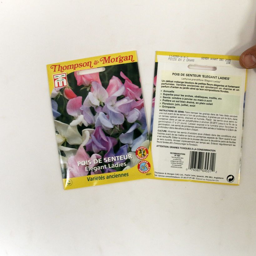 Example of Lathyrus odoratus Elegant Ladies - Sweet Pea Seeds per pack of 25 seeds specimen as delivered
