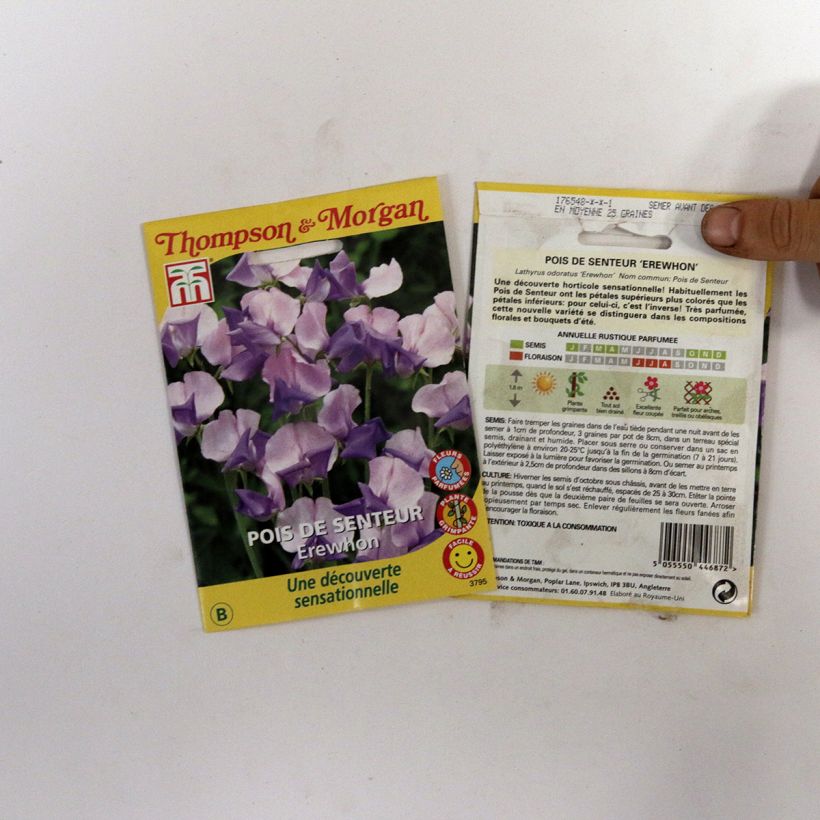 Example of Lathyrus odoratus Erewhon - Sweet Pea Seeds per pack of 25 seeds (2,5g) specimen as delivered