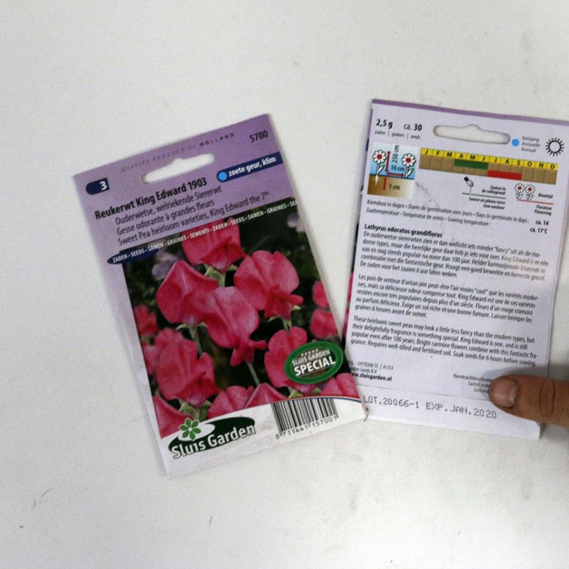 Example of Lathyrus odoratus King Edward VII - Sweet Pea Seeds per pack of 30 seeds specimen as delivered