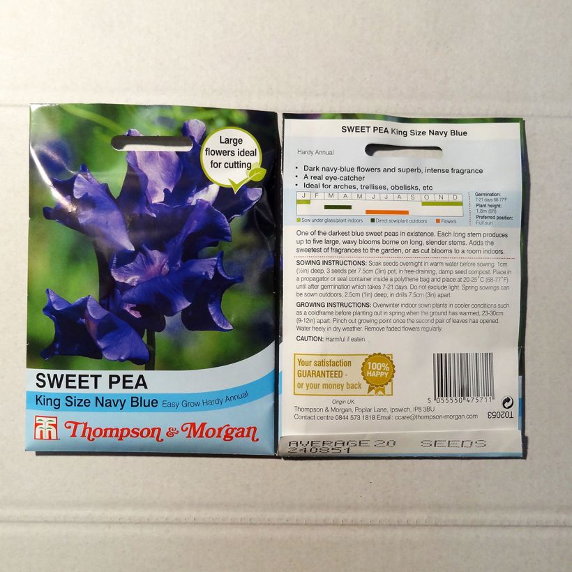 Example of Lathyrus odoratus King Size Navy Blue - Sweet Pea Seeds specimen as delivered