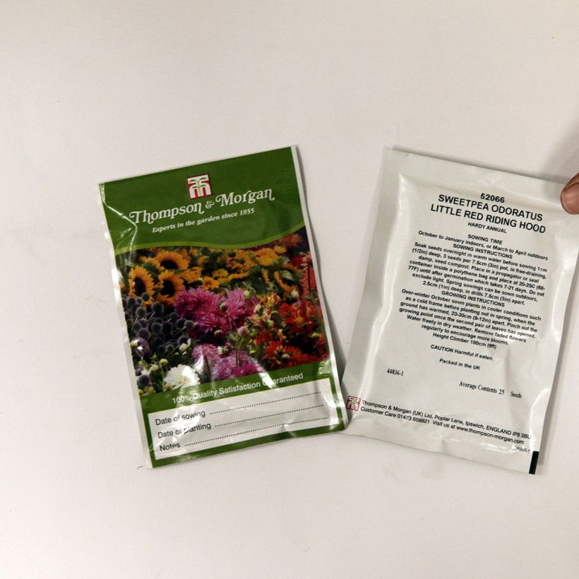 Example of Lathyrus odoratus Little Red Riding Hood - Sweet Pea per pack of 25 seeds specimen as delivered