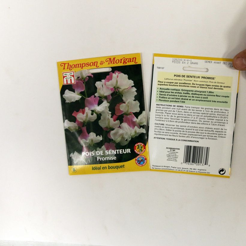 Example of Lathyrus odoratus grandiflora Promise - Sweet pea specimen as delivered