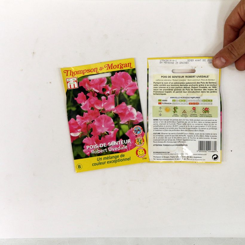 Example of Lathyrus odoratus Robert Uvedale - Sweet Pea Seeds per pack of 25 seeds specimen as delivered