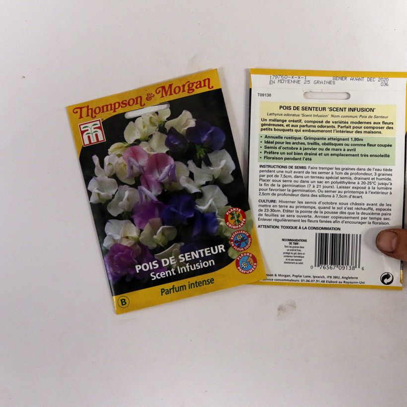 Example of Lathyrus odoratus Scent Infusion - Sweet Pea Seeds per pack of 30 seeds specimen as delivered