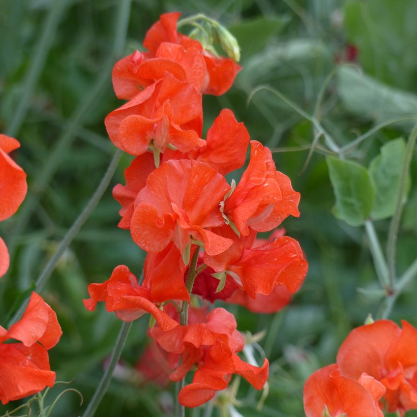 Lathyrus odoratus grandiflora Spring Sunshine Orange (Flowering)