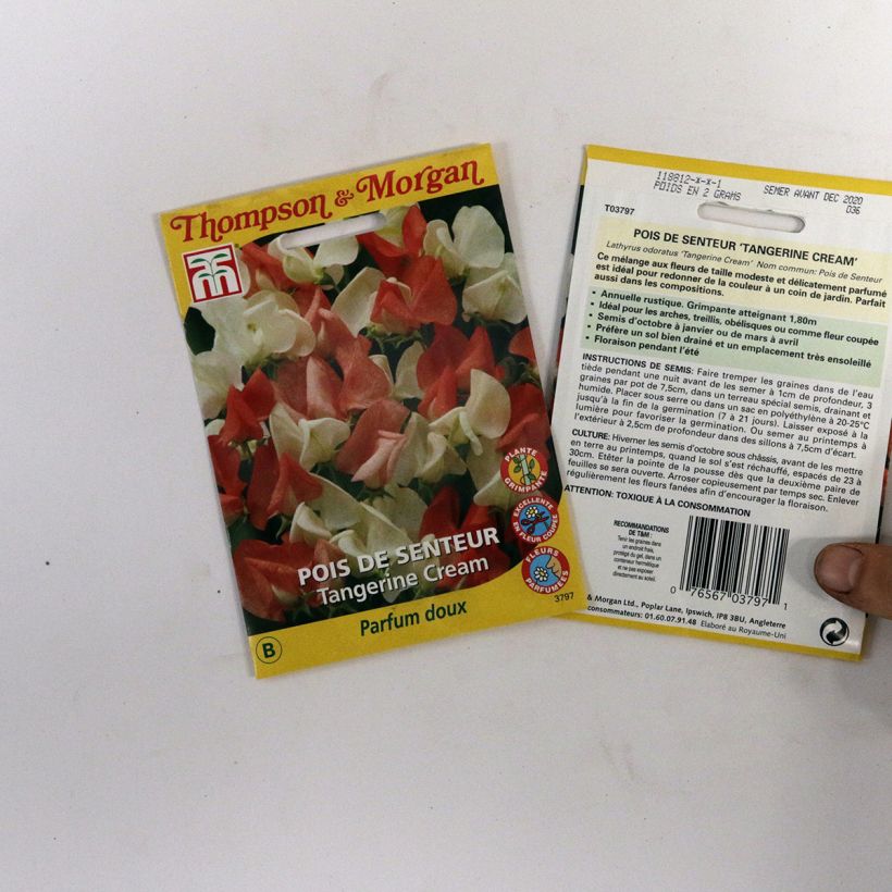 Example of Lathyrus odoratus grandiflora Tangerine Cream - Sweet pea per pack of 25 seeds specimen as delivered
