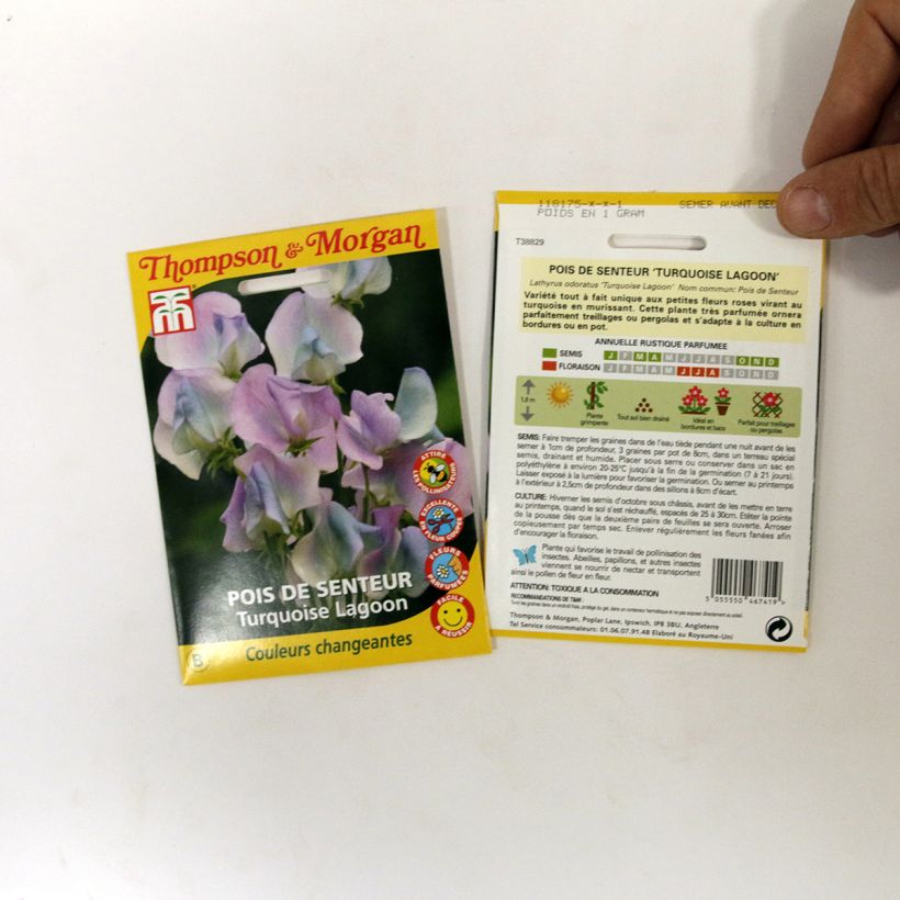 Example of Lathyrus odoratus Turquoise Lagoon - Sweet Pea Seeds per pack of 25 seeds specimen as delivered