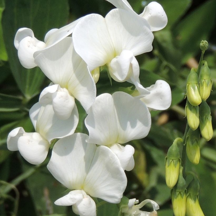 Lathyrus latifolius White Pearl - Sweet Pea Seeds (Flowering)