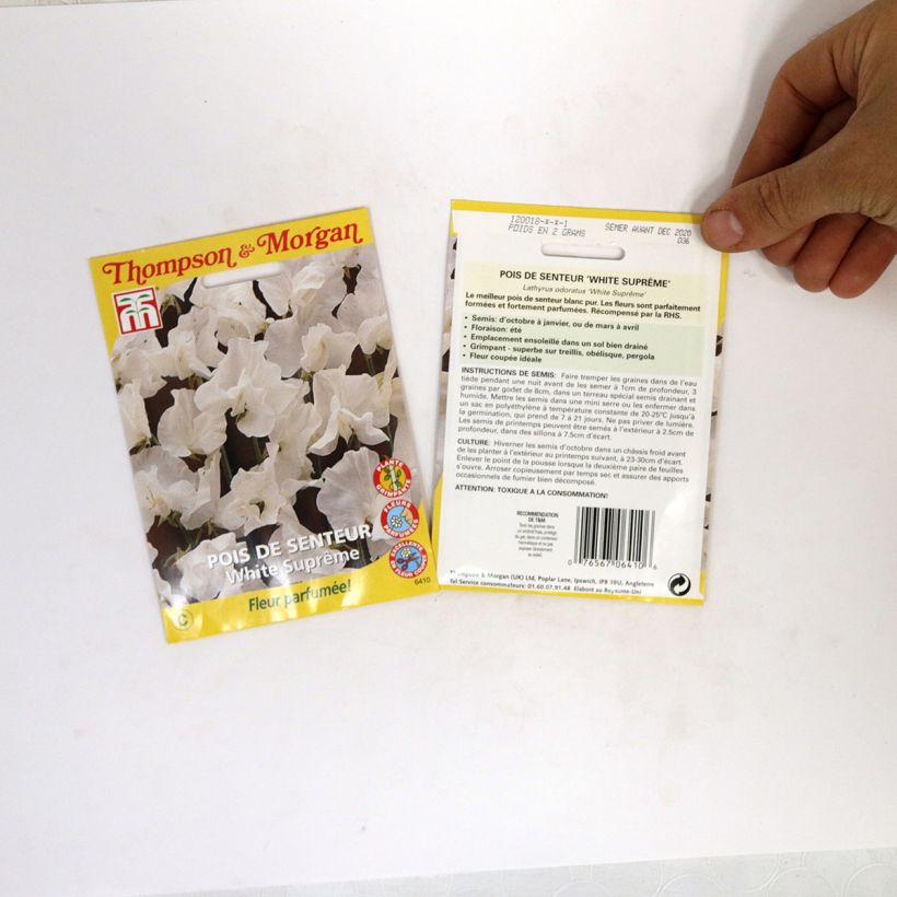Example of Lathyrus odoratus White Supreme - Sweet Pea Seeds per pack of 25 seeds (2,5g) specimen as delivered